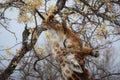 Wildlife closeup of a giraffe eating