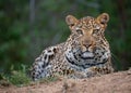 Wildlife closeup image of a leopard in the wild