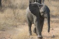 Wildlife closeup of a playful baby elephant