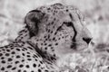 Wildlife closeup of a young male cheetah