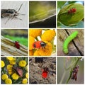 Wildlife collage