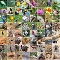 Wildlife collage