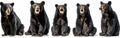 Wildlife Collection of American Black Bears: Standing, Sitting, Screaming, and Lying on White Background Banner Royalty Free Stock Photo
