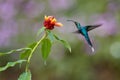 Wildlife Colombia. Green Hermit, Phaethornis guy, rare hummingbird  Green bird flying next beautiful red flower in jungle. Action Royalty Free Stock Photo