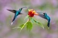 Wildlife Colombia. Green Hermit, Phaethornis guy, rare hummingbird  Green bird flying next beautiful red flower in jungle. Action Royalty Free Stock Photo