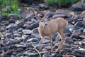 Colorado Wildlife. Wild Mule Deer Buck in the Colorado Rocky Mountains Royalty Free Stock Photo