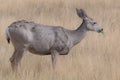 Colorado Wildlife. Wild Deer on the High Plains of Colorado Royalty Free Stock Photo