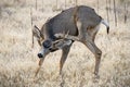 Young mule deer buck scratching an itch. Colorado Wildlife. Wild Deer on the High Plains of Colorado Royalty Free Stock Photo