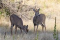 Young white-tailed buck and doe. Colorado Wildlife. Wild Deer on the High Plains of Colorado Royalty Free Stock Photo