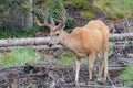 Colorado Wildlife. Wild Deer Rocky Mountains of Colorado. Mule Deer Buck in velvet Royalty Free Stock Photo