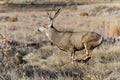 Mule deer buck running through a field. Colorado Wildlife. Wild Deer on the High Plains of Colorado Royalty Free Stock Photo