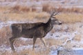 Mule Deer buck in snow. Colorado Wildlife. Wild Deer on the High Plains of Colorado Royalty Free Stock Photo