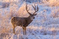 Mule deer buck at sunrise. Colorado Wildlife. Wild Deer on the High Plains of Colorado Royalty Free Stock Photo