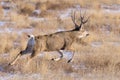 Mule deer buck on the run. Colorado Wildlife. Wild Deer on the High Plains of Colorado Royalty Free Stock Photo