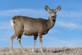 Colorado Wildlife. Wild Deer on the High Plains of Colorado. Mule Deer Doe on a grassy hill Royalty Free Stock Photo