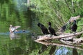 Wildlife of Colorado - Wood Duck With Chicks and Cormorants Gathered on the Shore of a Lake Royalty Free Stock Photo