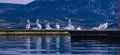 Flock of pelicans preening and resting on pier by the sea, banner, wallpaper.