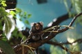 Portrait of cotton-headed tamarin sitting on a tree branch