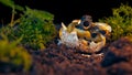 Wildlife conservation process with the hatching of baby turtles Royalty Free Stock Photo