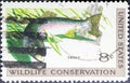 Wildlife conservation, trout, the common name for a number of species of freshwater fish belonging to the genera Oncorhynchus