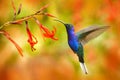 Wildlife in Costa Rica. Big blue hummingbird Violet Sabrewing flying next to beautiful red flower with clear green orange forest i