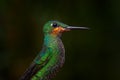 Wildlife Costa Rica. Detail portrait of shiny green glossy bird. Green hummingbird Green-crowned Brilliant, Heliodoxa jacula in