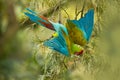 Wildlife Costa Rica, green macaw parrot. Ara ambigua fly, green parrot Great-Green Macaw on tree. Wild rare bird in the nature Royalty Free Stock Photo