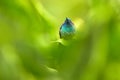 Wildlife Costa Rica. Hummingbird with orange flower - flight. Green Violet-ear, Colibri thalassinus, hummingbird with green leaves Royalty Free Stock Photo