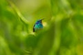 Wildlife Costa Rica. Hummingbird with orange flower - flight. Green Violet-ear, Colibri thalassinus, hummingbird with green leaves Royalty Free Stock Photo