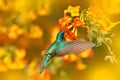 Wildlife Costa Rica. Hummingbird with orange flower - flight. Green Violet-ear, Colibri thalassinus, hummingbird with green leaves Royalty Free Stock Photo