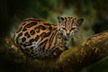 Wildlife in Costa Rica. Margay, nice cat, sitting on the branch in the green tropical forest. Detail portrait cat ocelot,