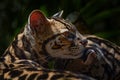 Wildlife in Costa Rica. Nice cat margay sitting on the branch in the costarican tropical forest. Detail portrait of ocelot, nice