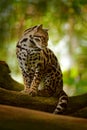 Wildlife in Costa Rica. Nice cat margay sitting on the branch in the costarican tropical forest. Detail portrait of ocelot, nice Royalty Free Stock Photo