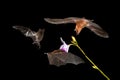 Wildlife in Costa Rica. Orange nectar bat, Lonchophylla robusta, flying bat in dark night. Nocturnal animal in flight with yellow Royalty Free Stock Photo