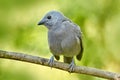 Wildlife Costa Rica. Palm Tanager, Thraupis palmarum, bird in the green forest habitat, Costa Rica. Dark green forest, tanager in Royalty Free Stock Photo