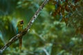 Wildlife in Costa Rica. Parrot Great-Green Macaw on tree, Ara ambigua, Wild rare bird in the nature habitat, sitting on the branch Royalty Free Stock Photo