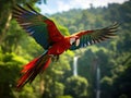 Wildlife in Costa Rica. Parrot Scarlet Macaw Ara macao in green tropical forest Costa Rica Wildlife scene from tropic nature. Royalty Free Stock Photo
