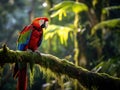 Wildlife in Costa Rica. Parrot Scarlet Macaw Ara macao in green tropical forest Costa Rica Wildlife scene from tropic nature. Royalty Free Stock Photo