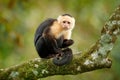 Wildlife of Costa Rica. Travel holiday in Central America. White-headed Capuchin, black monkey sitting on tree branch in the dark