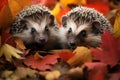 Wildlife couple nature mammal hedgehog prickly animal wild forest family