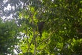 Wildlife: Crane Hawks are raptors that can extract prey from trees Royalty Free Stock Photo