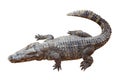 Wildlife crocodile isolated on white Royalty Free Stock Photo