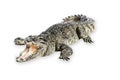 Wildlife crocodile open mouth isolated on white background.