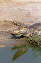 Wildlife crocodile sleeping and open mouth laying on the ground near the river in the nature