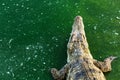 Wildlife crocodile in the water at the green river. reptile animal with copy space