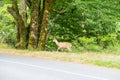 Little Deer on Country Road