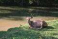 Wildlife dear deer at natural at National Park, Thailand