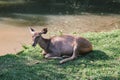 Wildlife dear deer at natural at National Park, Thailand