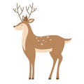 Wildlife deer animal