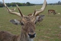 Wildlife deer Royalty Free Stock Photo